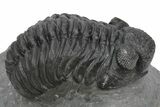 Phacopid (Adrisiops) Trilobite - Jbel Oudriss, Morocco #243895-2